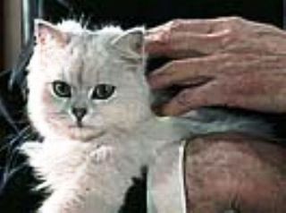 Ernst Stavro Blofeld's white Angora cat